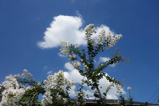 Photo, hundred days red, ape slippery, white flower, 