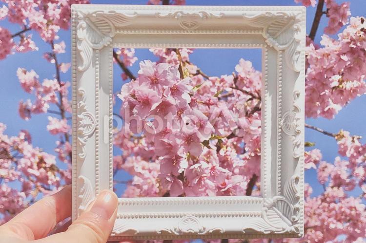 フォトフレームと河津桜 春,さくら,ピンクの写真素材