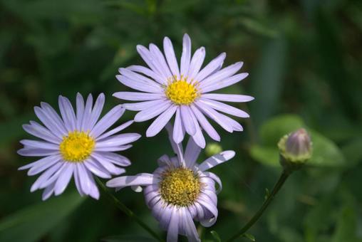 夏の庭に咲く紫色のキク科の花 夏の庭に咲く紫色のキク科の花の写真