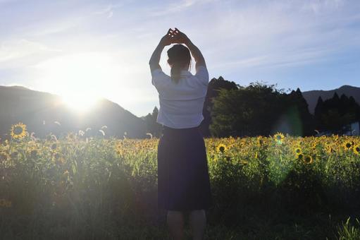 ひまわりと一緒 ひまわり,夏,風景の写真素材