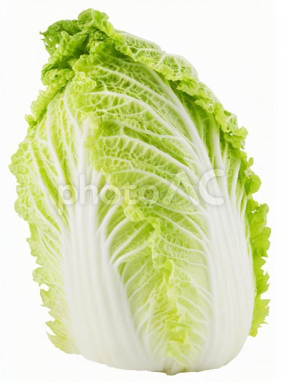 白菜（切り抜きパス付・PSD背景透過） 白菜,ハクサイ,野菜の写真素材