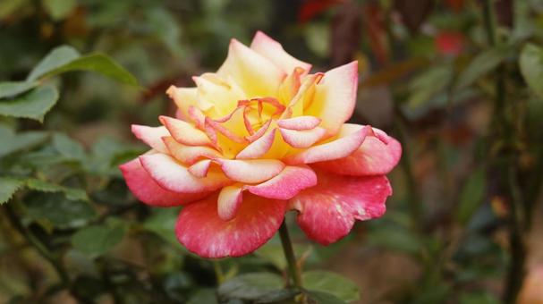 【花の写真】ばらの花 rose,植物,園芸の写真素材