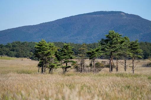 大分県　タデ原湿原のススキ 晩秋,11月,ビーナスラインの写真素材