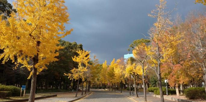 風景_秋(イチョウ並木) 風景_秋(イチョウ並木) 秋,イチョウ,黄葉の写真素材
