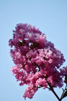 Crape myrtle, JPG Crape myrtle, JPG
