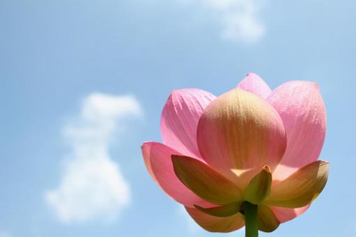 蓮と空 蓮と空の写真