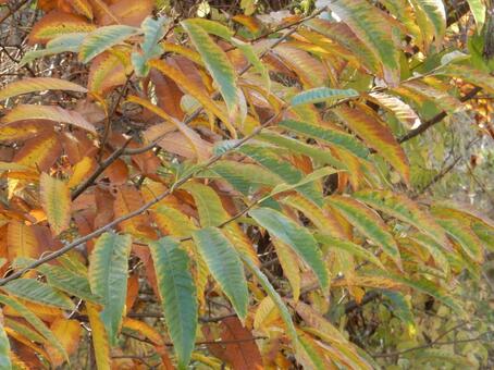 【紅葉写真】栗の葉の紅葉 栗,クリ,葉の写真素材