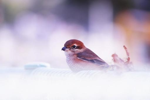 柵にとまる野鳥のモズ 柵にとまる野鳥のモズ 鳥,モズ,野鳥の写真素材