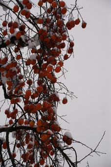 柿の木の初雪 柿の木の初雪 柿の木,初雪,柿の写真素材