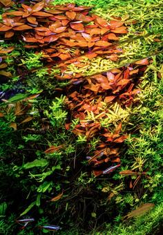 水草水槽を泳ぐ熱帯魚 水草水槽,水草,水中の写真素材