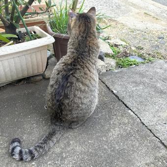 野良猫26 野良猫26 ネコ,動物,しっぽの写真素材