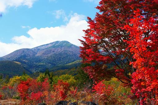 乗鞍高原の大カエデ 乗鞍高原の大カエデ 秋,オータム,紅葉の写真素材