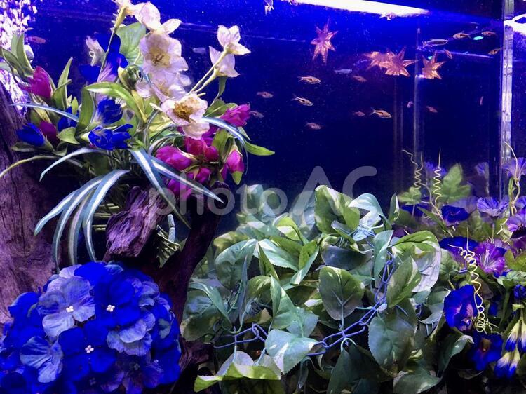 水族館２ 水族館,アクア,アクアテラスの写真素材