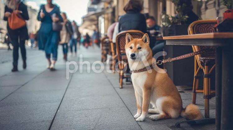 街角カフェで待つ柴犬・犬とお出かけ・都会 柴犬,赤柴犬,カフェの写真素材