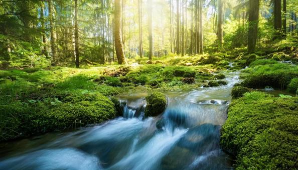 Clear forest stream and sunlight filtering through the trees 2, forest, natural, clear stream, JPG