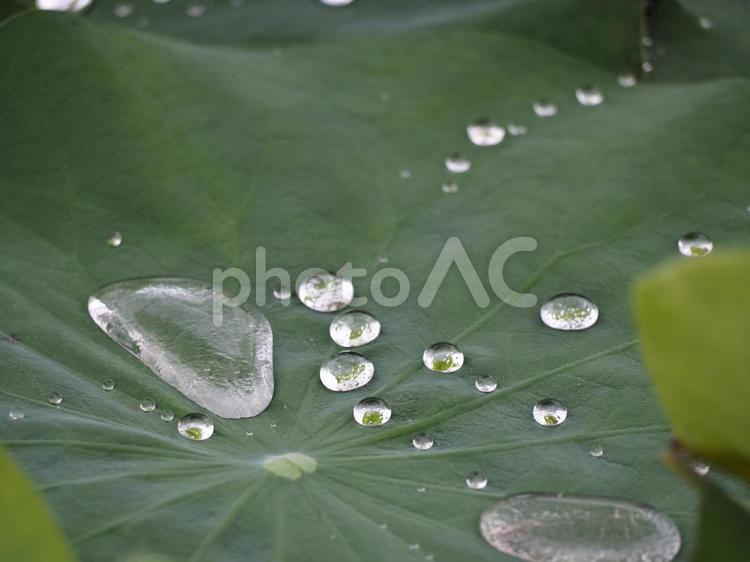 ハスの葉と水滴　アップ① はす,蓮,ハスの葉の写真素材