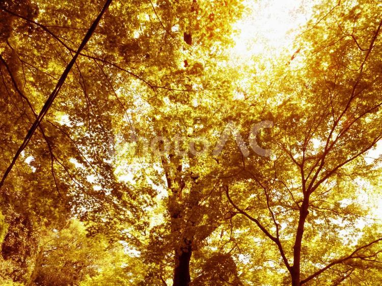 オレンジ色の眩しい木漏れ日 黄色,オレンジ,見上げるの写真素材