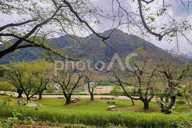 夏 草木の平原 美しい,風景,自然の写真素材
