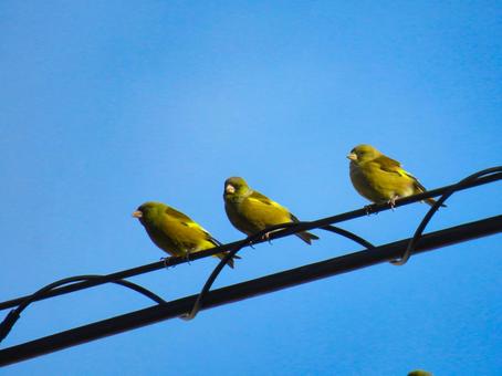 電線に留まる3羽のカワラヒワの写真
