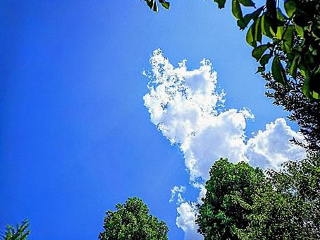 見上げた空　青空と白い雲の写真
