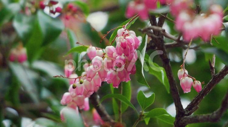 ガラスのような透明感のあるアセビ アセビ,ピンク,花の写真素材