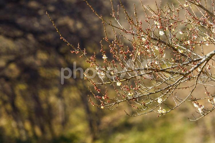春の季節を告げる梅の花 梅,梅の花,空の写真素材