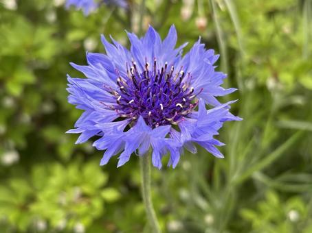 ヤグルマギクの花。 ヤグルマギクの花。 ヤグルマギク,春,花壇の写真素材