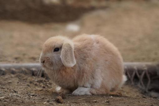 うさぎ うさぎ,動物,もふもふの写真素材