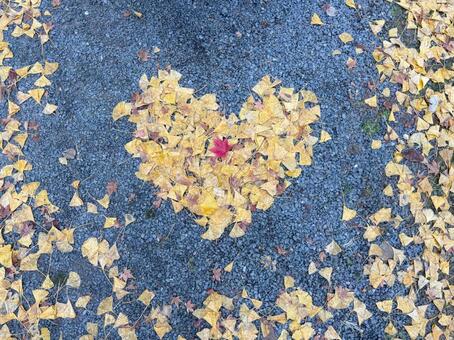 イチョウともみじで作ったハート1 モミジ,紅葉,ハートの写真素材