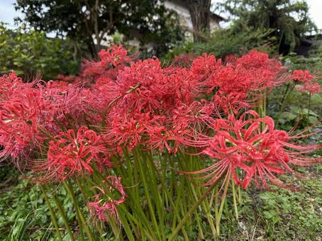 彼岸花 彼岸花 秋,道端,背景の写真素材