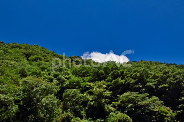 夏の青空と山の緑 夏,青空,空の写真素材