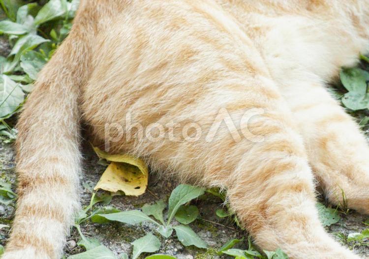 猫に敷かれた枯葉　アップ 枯葉,猫,ねこの写真素材