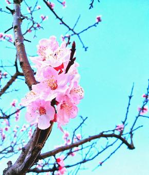 桜と青空　タテ長 桜,春,花の写真素材