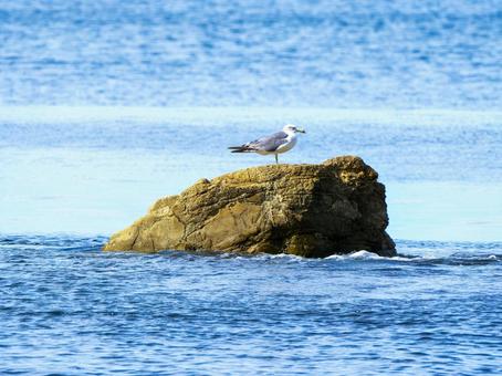 海岸 ウミネコ 海岸 ウミネコの写真