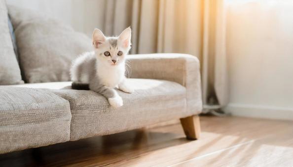 Kitten on the sofa, copy space, copy space, sofa, cat, JPG