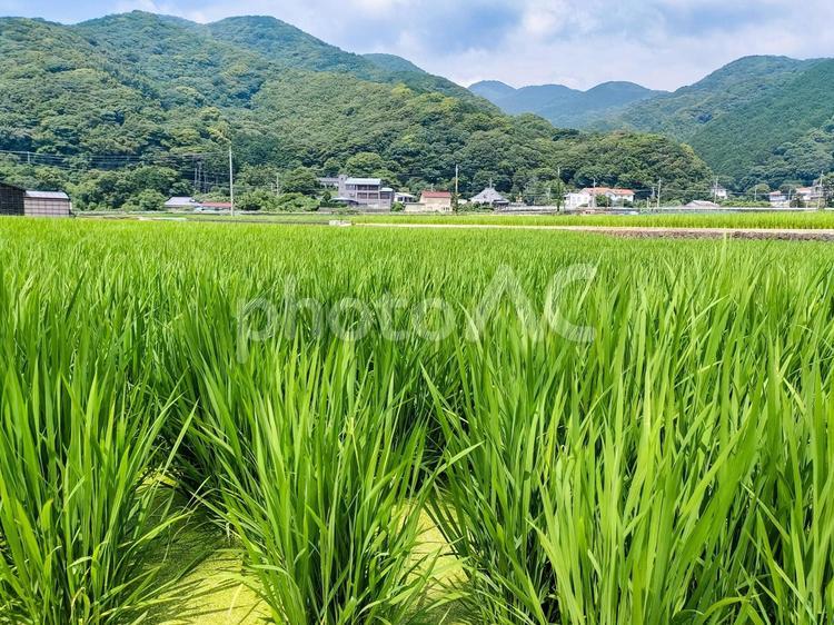 静岡県伊豆市小土肥の田んぼの風景 水田,田圃,稲作の写真素材