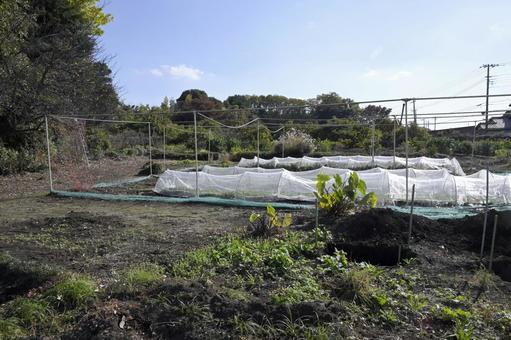 畑 農業,自然,農作物の写真素材