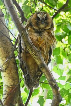 Photo, torazuka, owl eye, owl family, 