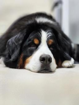 Photo, dog, a pet, relax, 