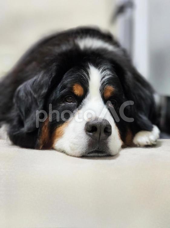 ため息をつく犬 犬,ペット,リラックスの写真素材