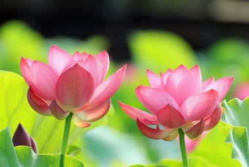 蓮花 ハス 蓮花 ハス はす,ハス,蓮の写真素材