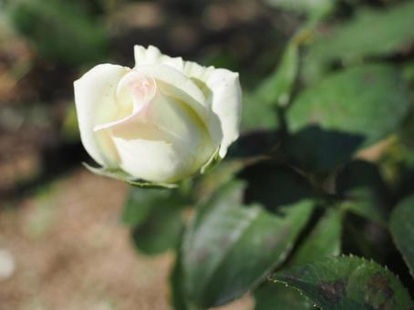 バラ園にて白い薔薇を撮った写真 バラ園にて白い薔薇を撮った写真 花,薔薇,花びらの写真素材