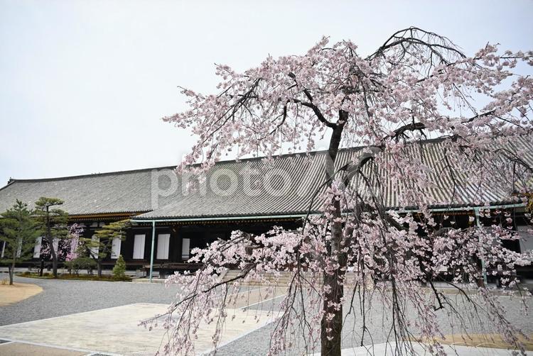 京都　三十三間堂　桜　2022年 京都,三十三間堂,桜の写真素材