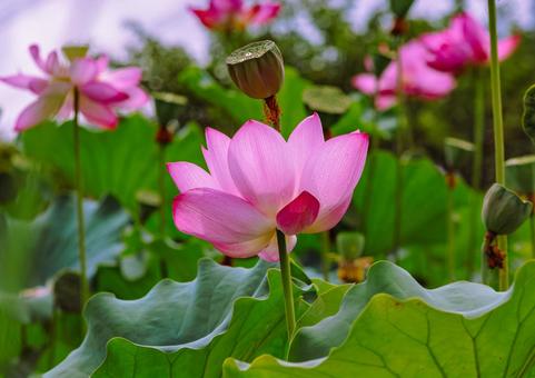 古代ハスと水滴ー19 古代ハスと水滴ー19 古代ハス,蓮,ハスの花の写真素材