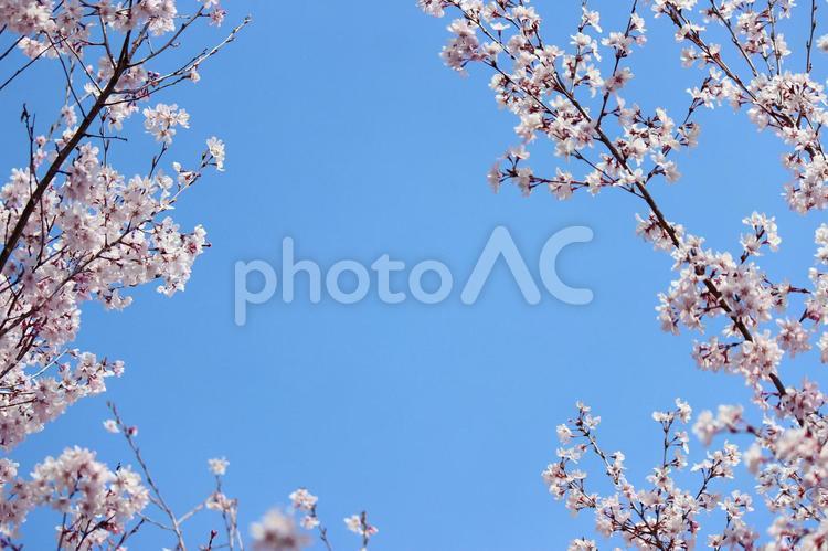 青空に微笑む　桜 桜,櫻,さくらの写真素材
