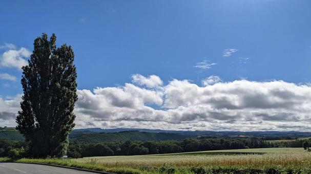 北海道 美瑛 ケンとメリーの木 ケンとメリーの木,美瑛,丘の写真素材