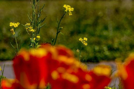 一面のチューリップを前景にした葉の花 一面のチューリップを前景にした葉の花の写真