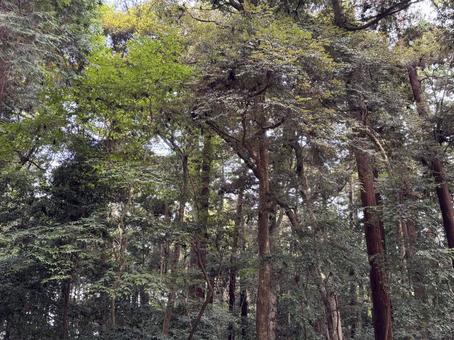 木々が生い茂る自然の風景 風景,自然,森林の写真素材