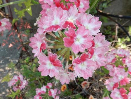 【花の写真】バーベナ 【花の写真】バーベナ バーベナ,花,植物の写真素材