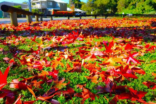 A carpet of autumn leaves, JPG